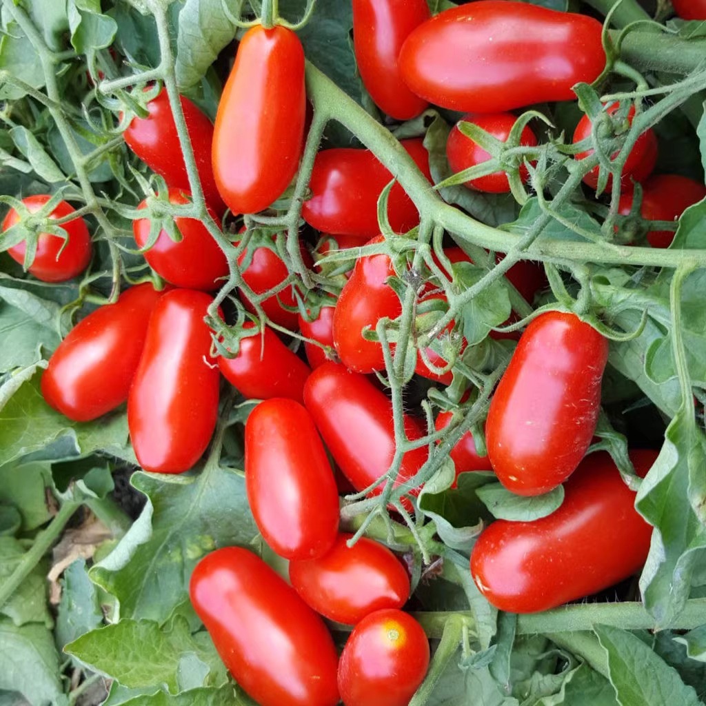 SCHWARZE EDELSTEINTOMATE DER ZUCKERBOMBE