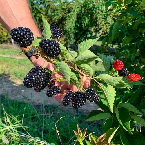 Riesige Lorbeerbeere: Tischtennisballgröße, ⭐Erdbeer-Kirsch-Geschmacksrichtung