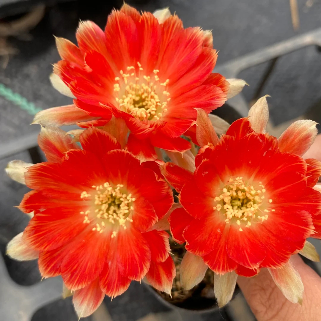 🌵Cactus Seeds
