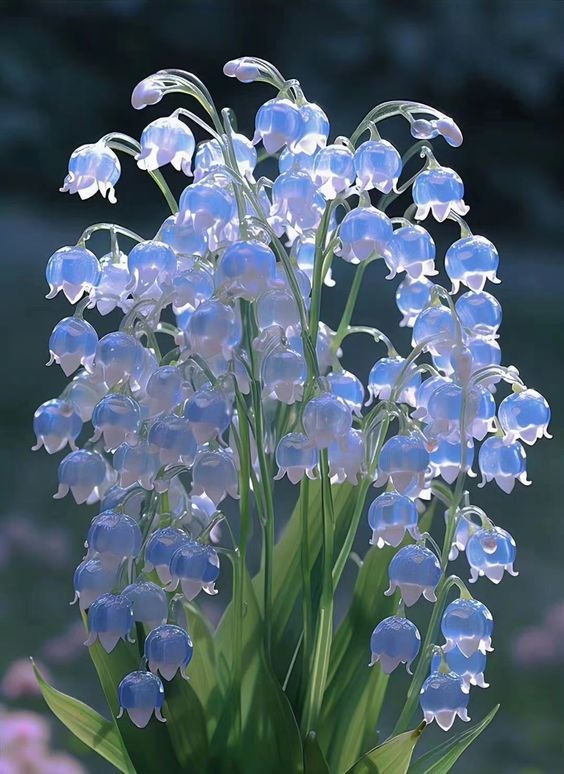 Lily Of The Valley Seeds