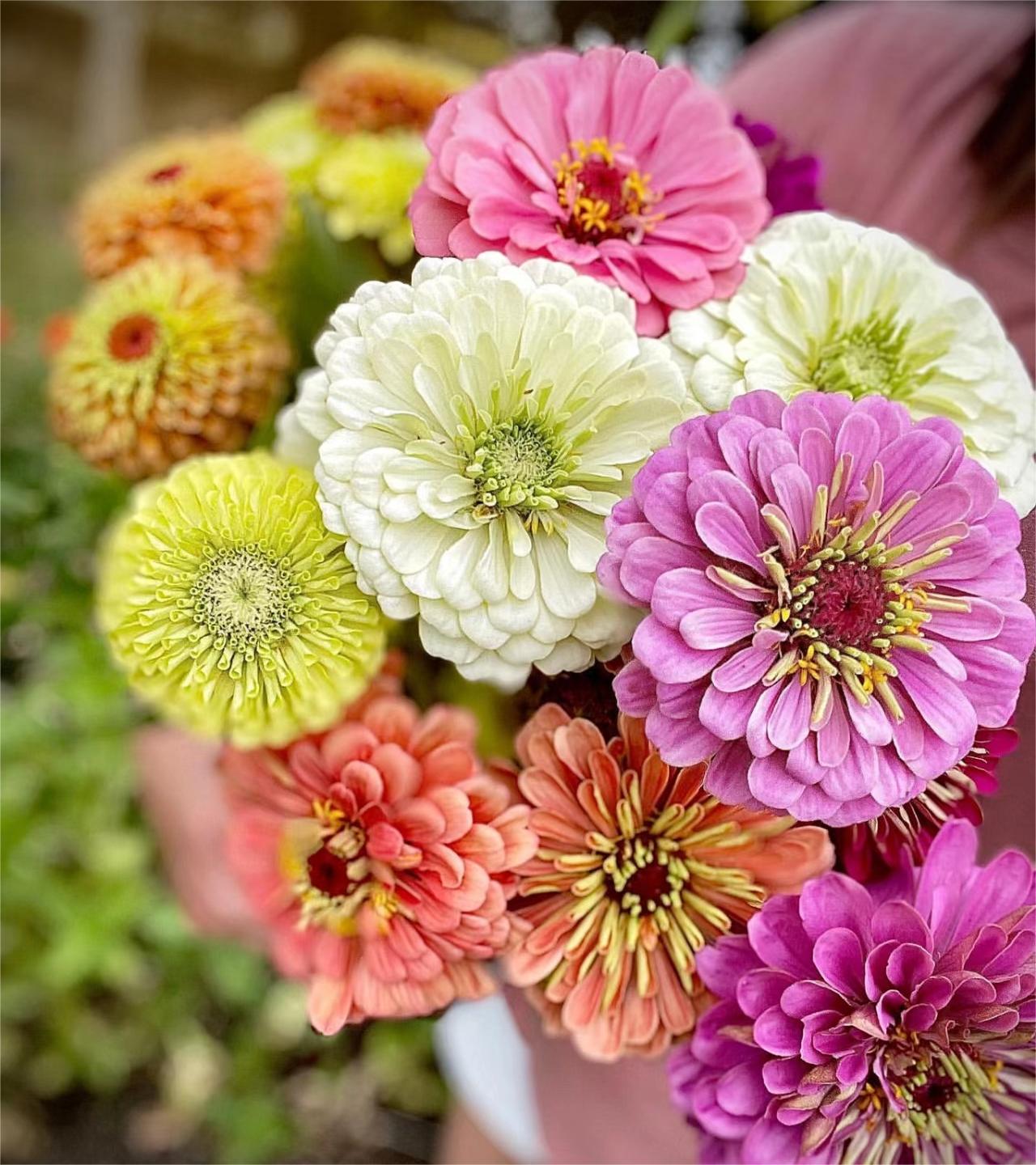 GEMISCHTE FARBZINNIEN-BLUMENSAMEN – DIE FARBENFROHE OASE IHRES GARTENS