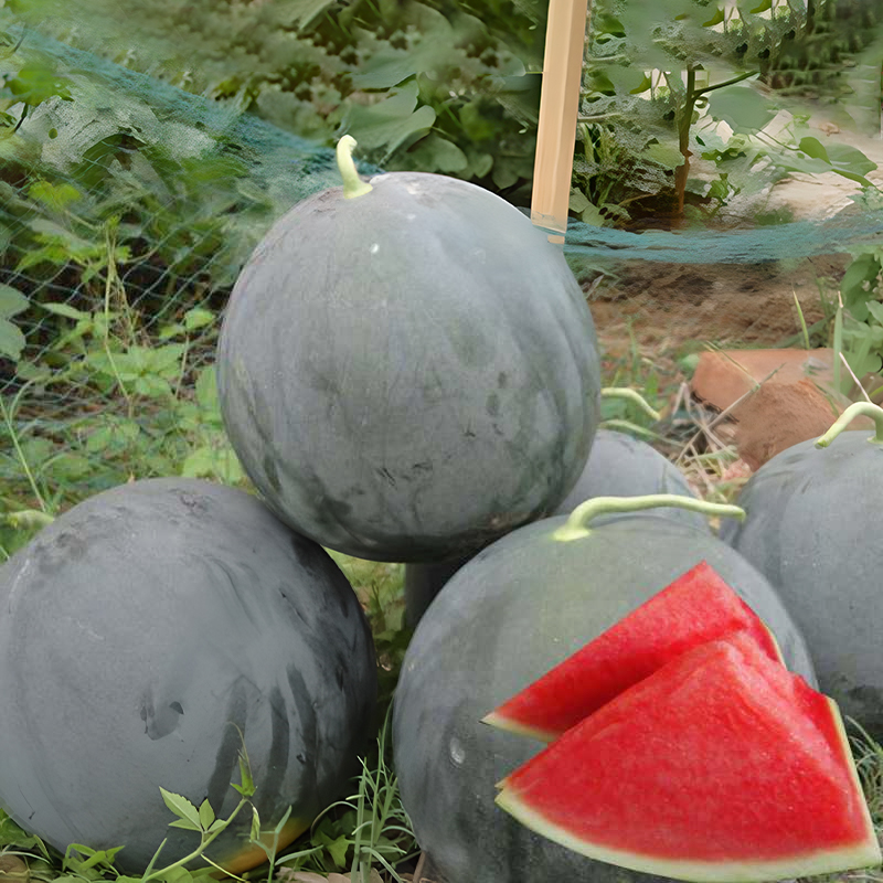 Black Diamond Wassermelone Samen