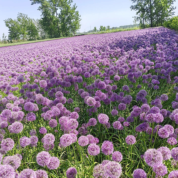 Allium giganteum, Zierlauchblüte