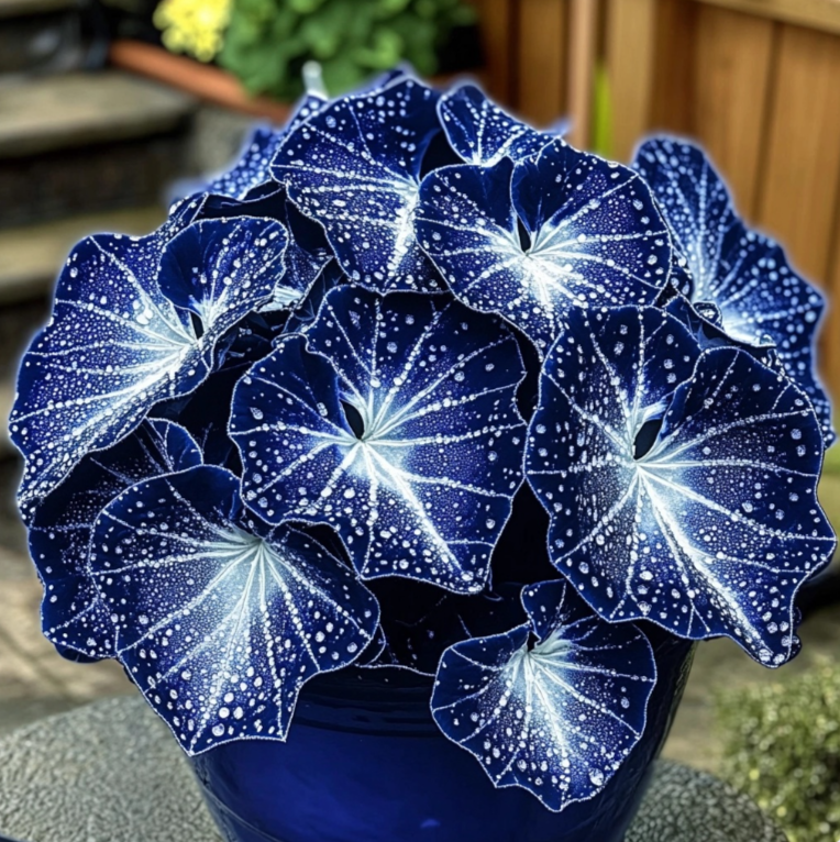 Blue Night Spark Begonia 🌙✨