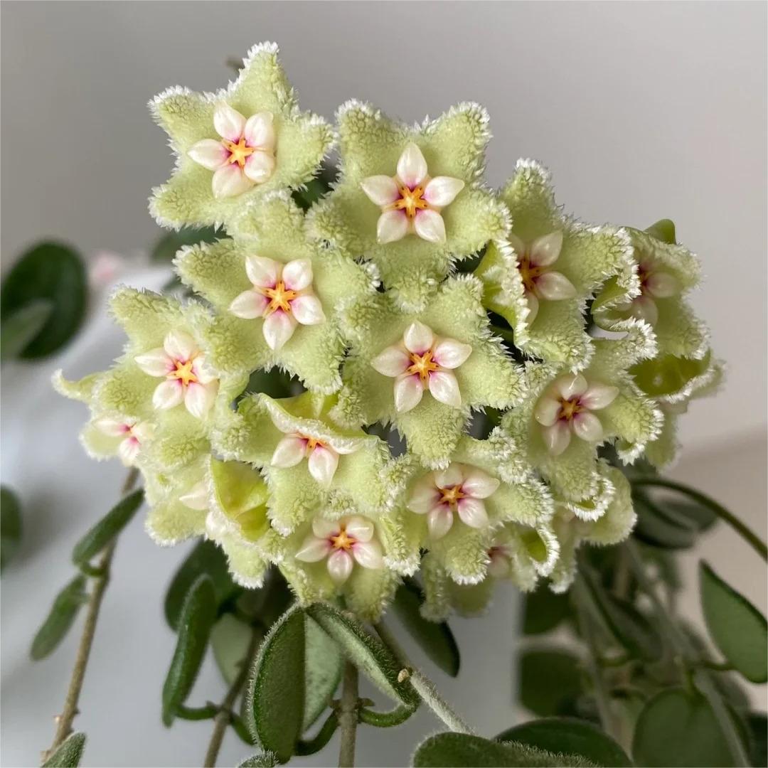 ✨Hoya-Zwiebeln – Sterne, die vom Himmel fallen✨