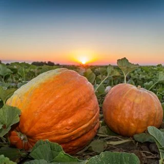 Giant Pumpkin Seeds