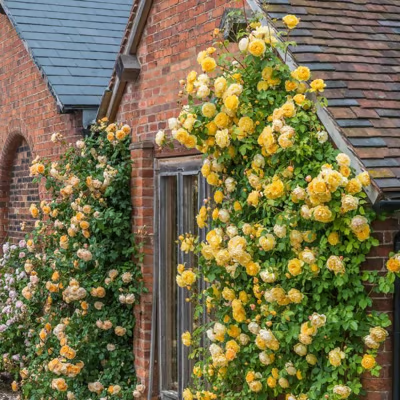 💐Heirloom Perennials Climbing Rose Seeds