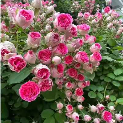 💐Heirloom Perennials Climbing Rose Seeds