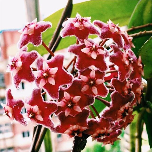 ✨Hoya-Zwiebeln – Sterne, die vom Himmel fallen✨
