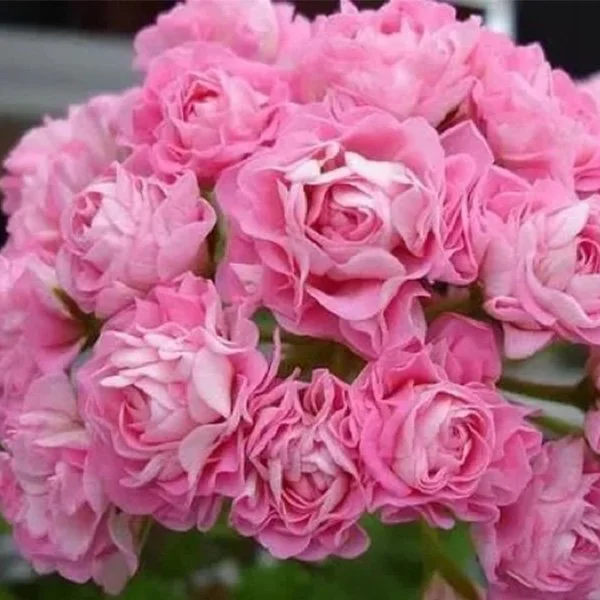 🌸Geranium - Sommerliche Gelassenheit