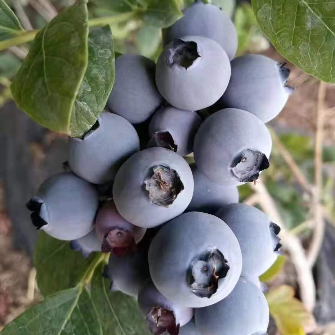 König der Beeren – Riesige Heidelbeer-Fruchtsamen – Vier-Jahreszeiten-Pflanzen