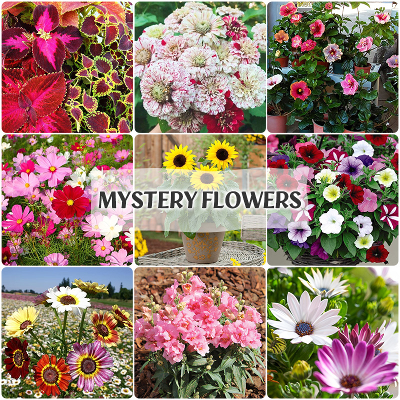 🌱 Mystery Box [VALUE OVER $19.99]