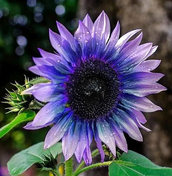 🌻Gemischte Sonnenblumensamen in großen Mengen zum Anpflanzen von Erbstücken im Freien, gentechnikfrei
