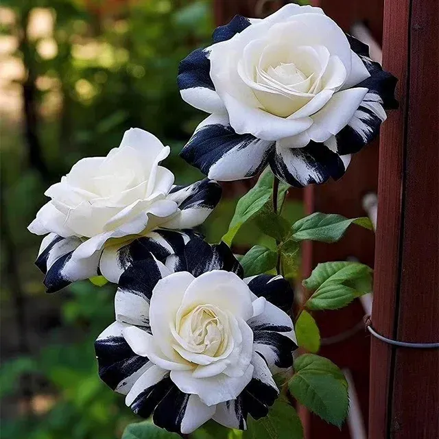 Red Heart Twin Rose Seeds