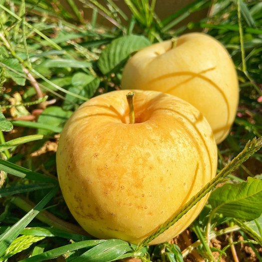 Goldene Apfelsamen