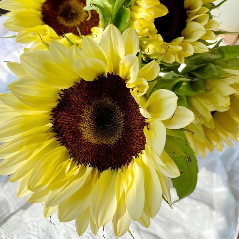50 Seeds Gelbe Sonnenblume mit schwarzem Herz