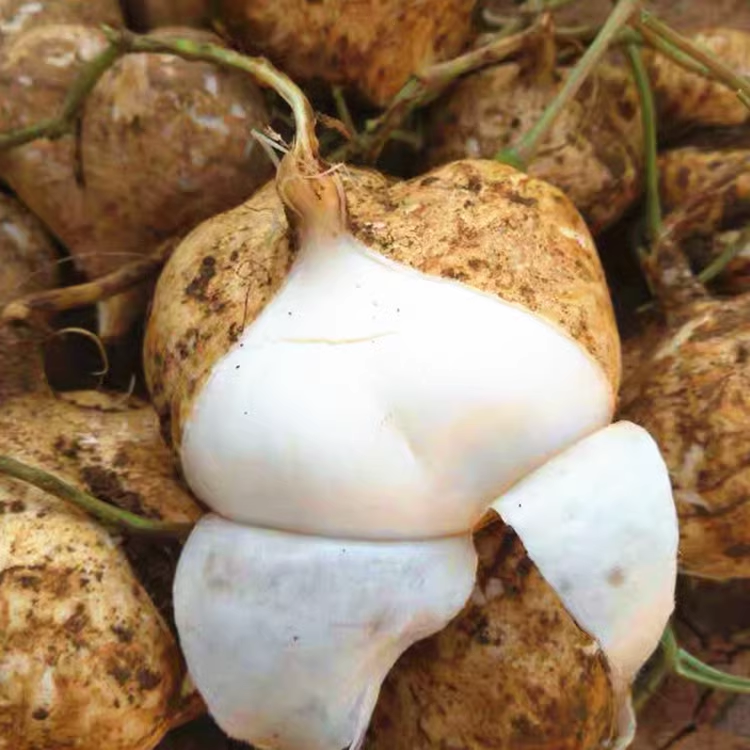 JICAMA Samen