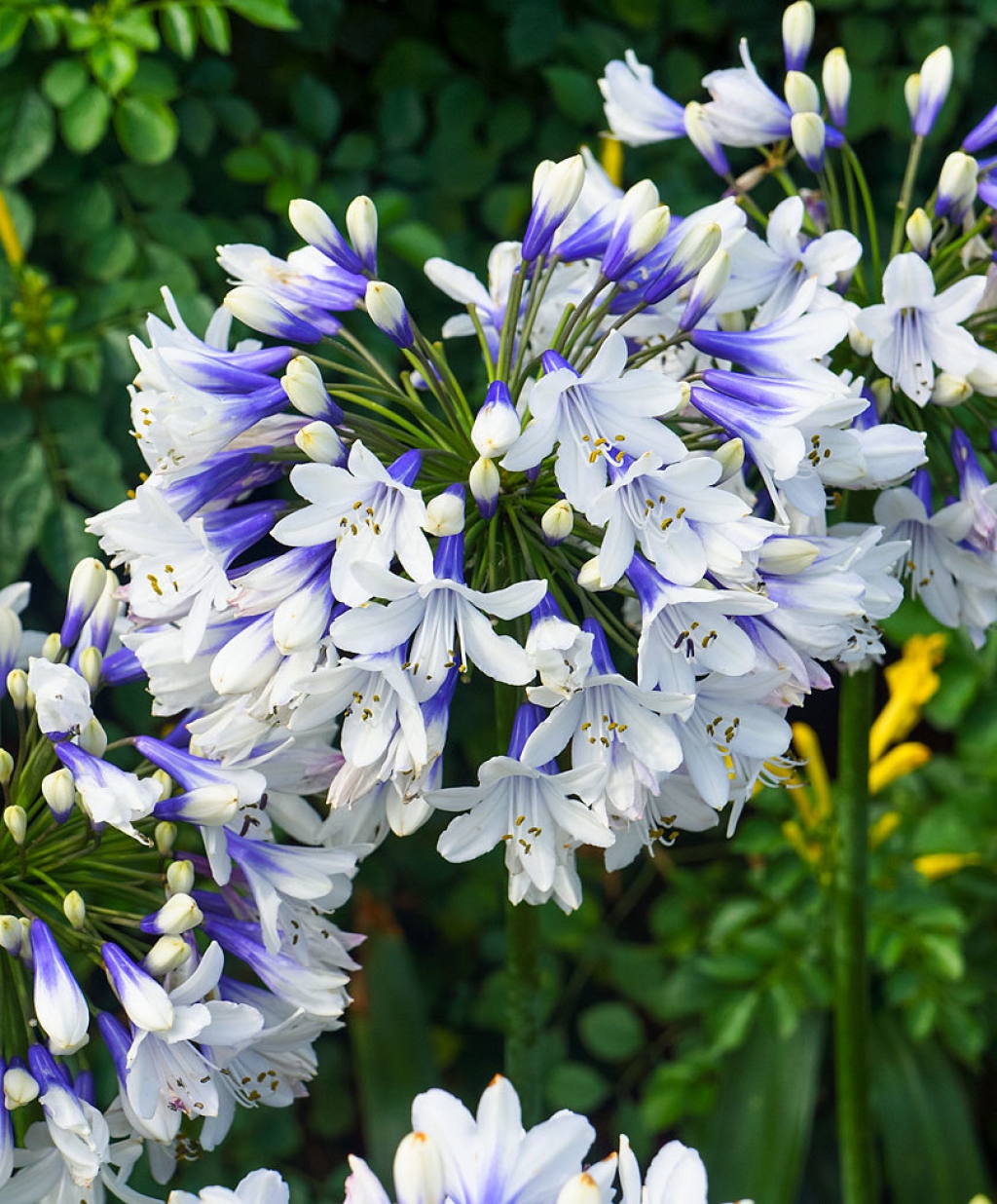 Agapanthus 'Twister' Afrikanische Lilie