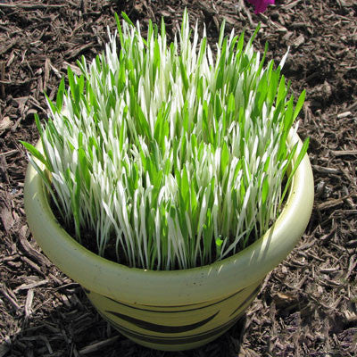 Hordeum Buntgrassamen
