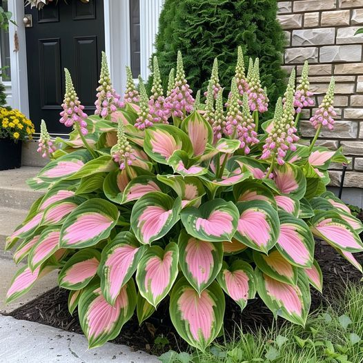 🌿 Die widerstandsfähige Schönheit: Schattenverträgliche und kälteresistente Hosta-Blüten 🌿
