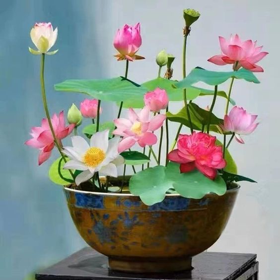 Rare Water Lily Seeds, Lotus Seeds
