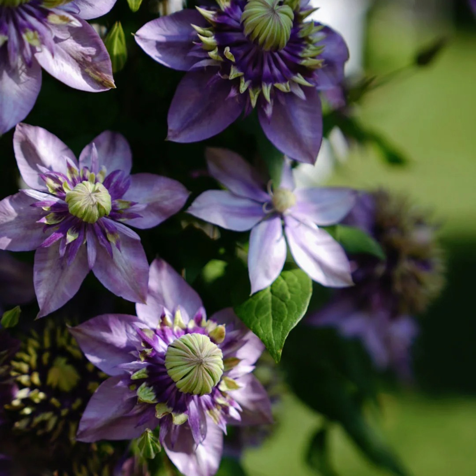 BIS ZU 60 % RABATT💥CLEMATIS TAIGA-SAMEN