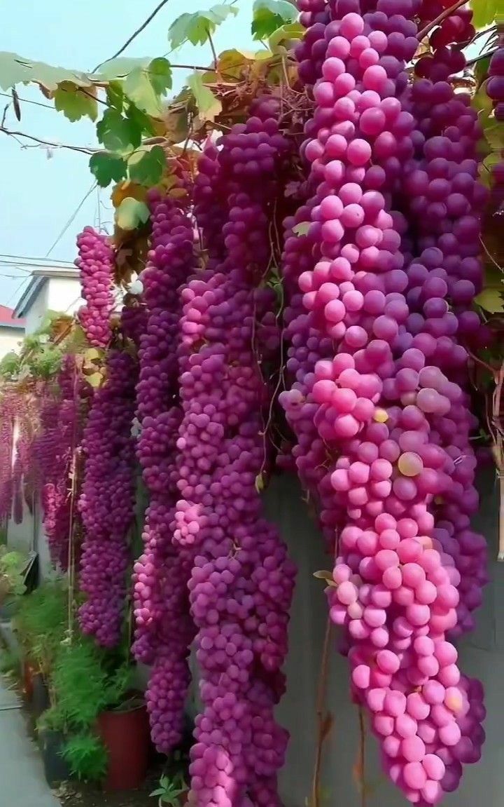 Giant Seedless Waterfall Grape Seeds