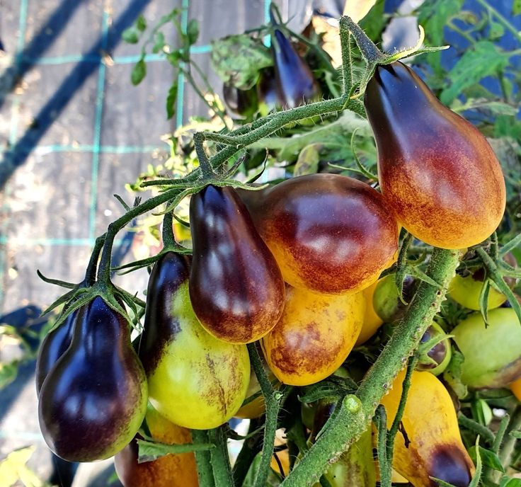 SCHWARZE EDELSTEINTOMATE DER ZUCKERBOMBE