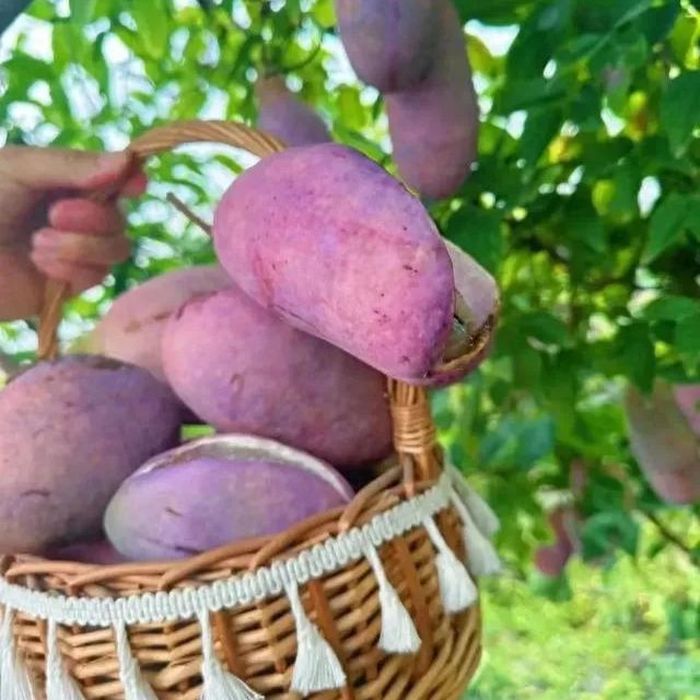 Stauntonia Latifolia Samen-Bio-Lebensmittel