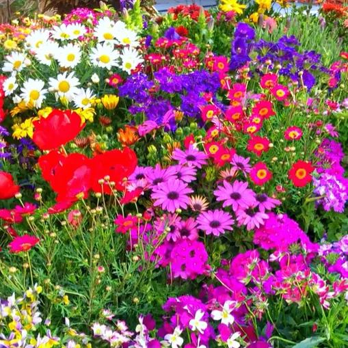 Gemischte saisonal blühende Blumensamen - Pflegeleicht