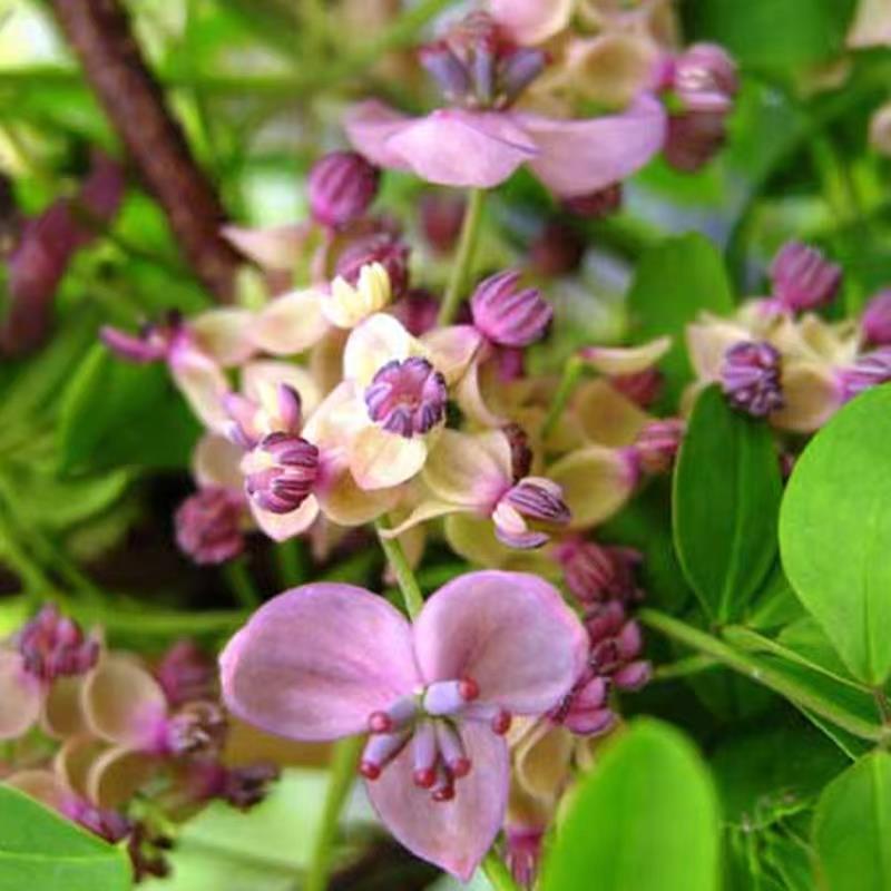 Stauntonia Latifolia Samen-Bio-Lebensmittel
