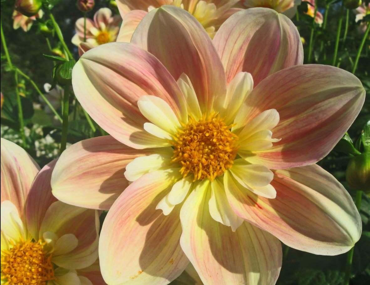 FEERY BLOOM - APRIL HEATHER DAHLIA SAMEN