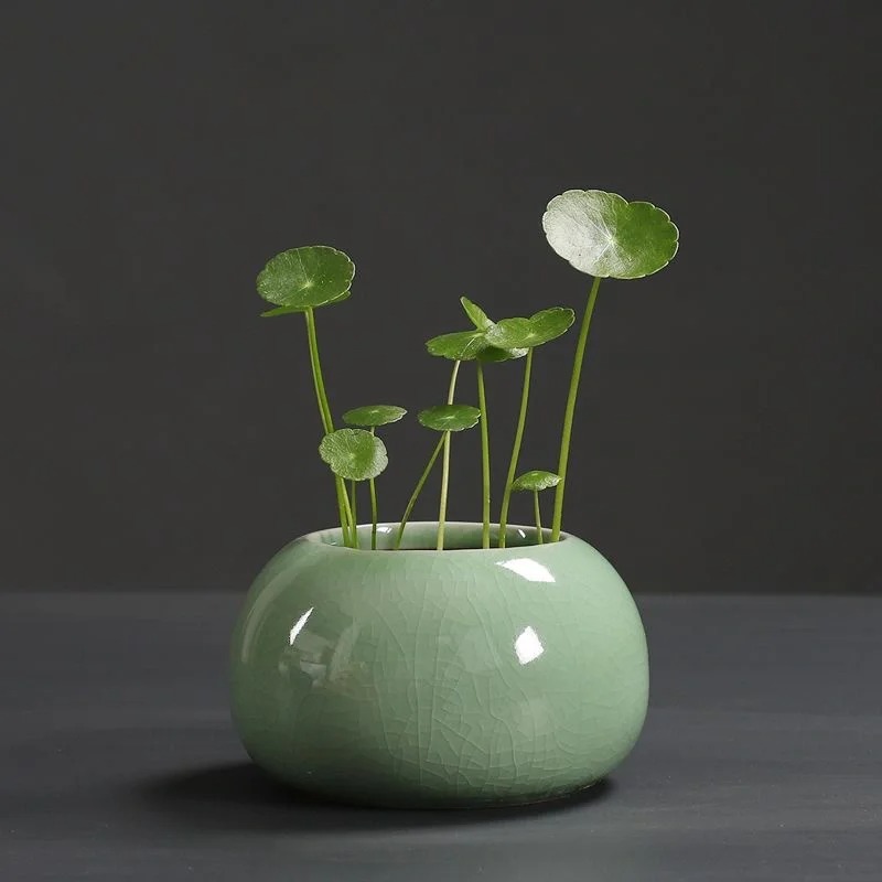🌿Kupfermünzgras – im Reichtum wälzen