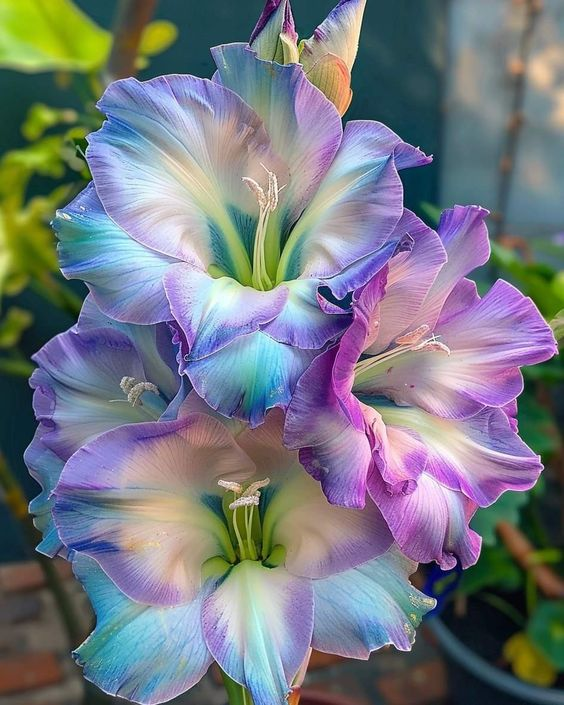 🌸 Liliensamen in seltenen Farben – Blüten voller Eleganz und Anmut 🌸