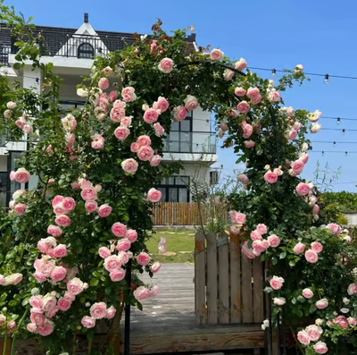 💐Heirloom Perennials Climbing Rose Seeds