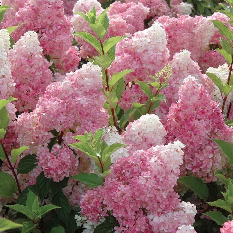 Kegel Hortensie Blumen Samen-Vanille Erdbeere & Limelight