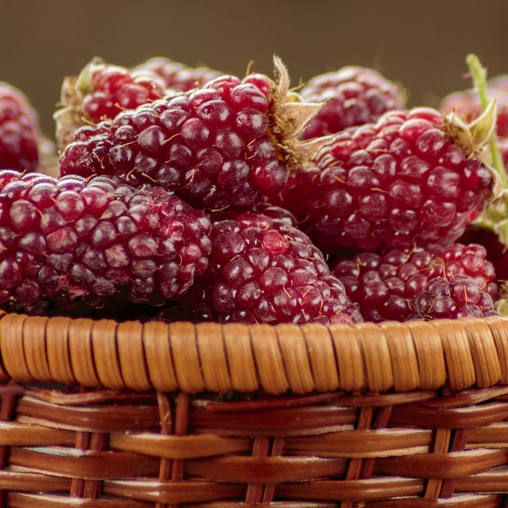 Tayberry Seeds