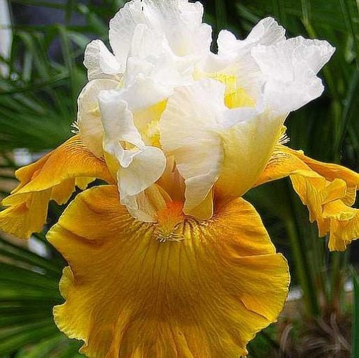 Multi-Varieties Iris Seeds, Heirloom Iris, 50pcs/pack