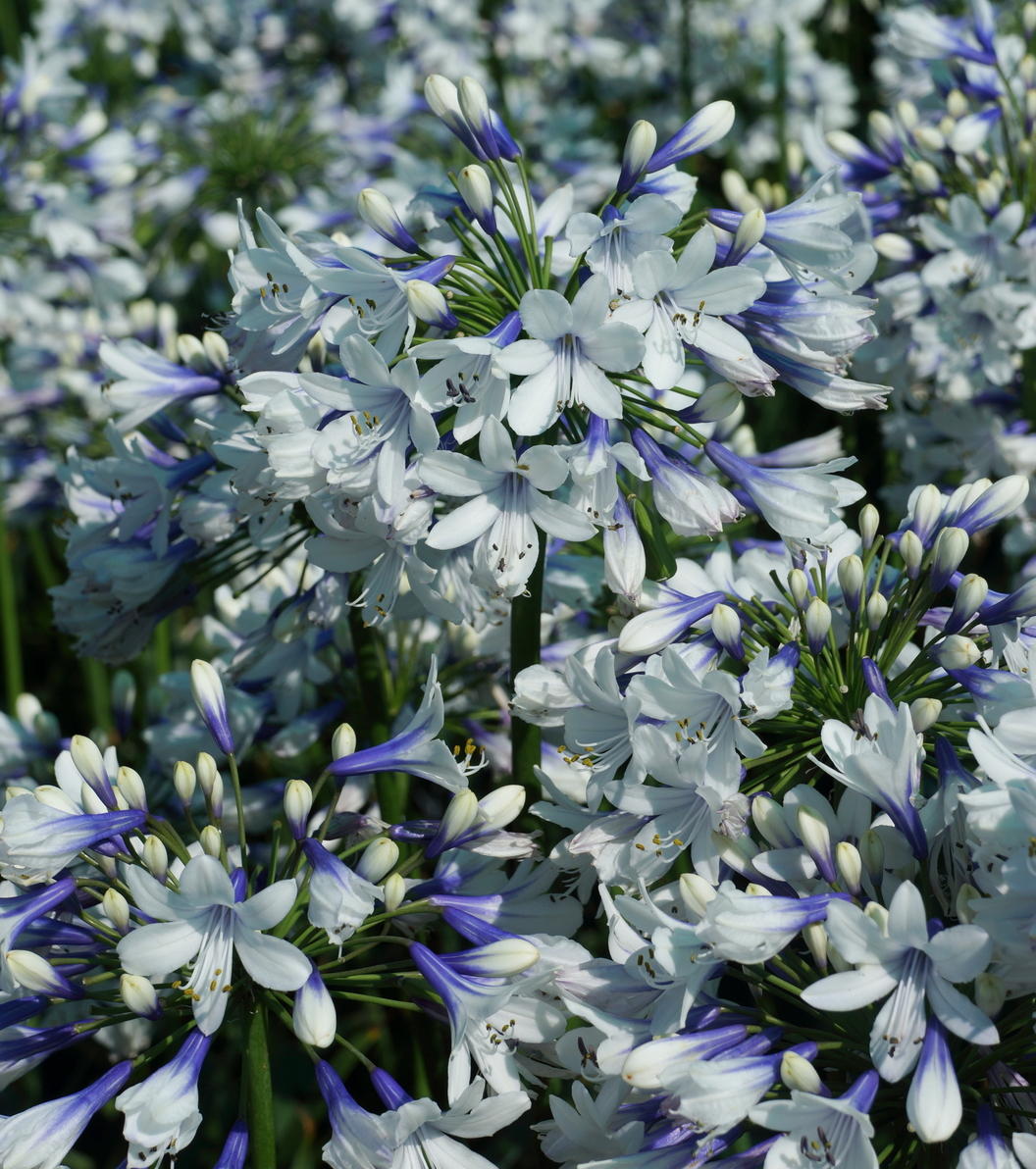 Agapanthus 'Twister' Afrikanische Lilie