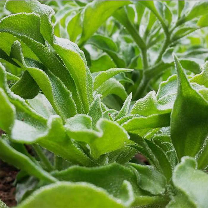 BIO-KRISTALLINE EISPFLANZE❄️ – GENIESSEN SIE DEN NATÜRLICHEN SALZGESCHMAC