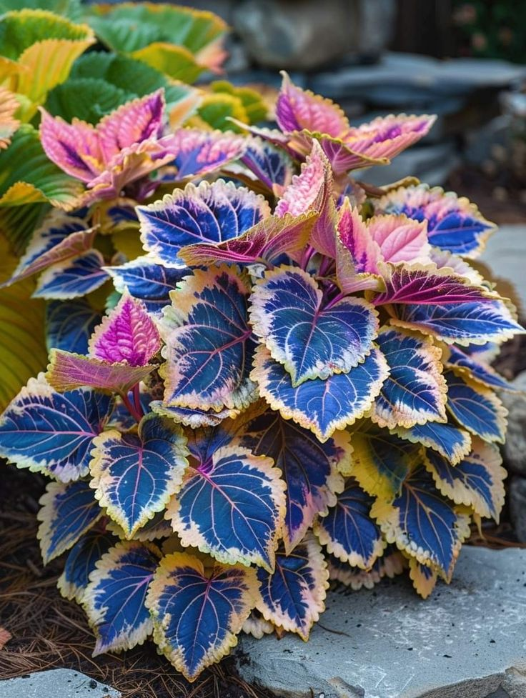🌿FROSTBESTÄNDIGER COLEUS IN SELTENEN FARBEN – ERHELLEN SIE IHREN RAUM MIT EINZIGARTIGEM LAUB 🌿