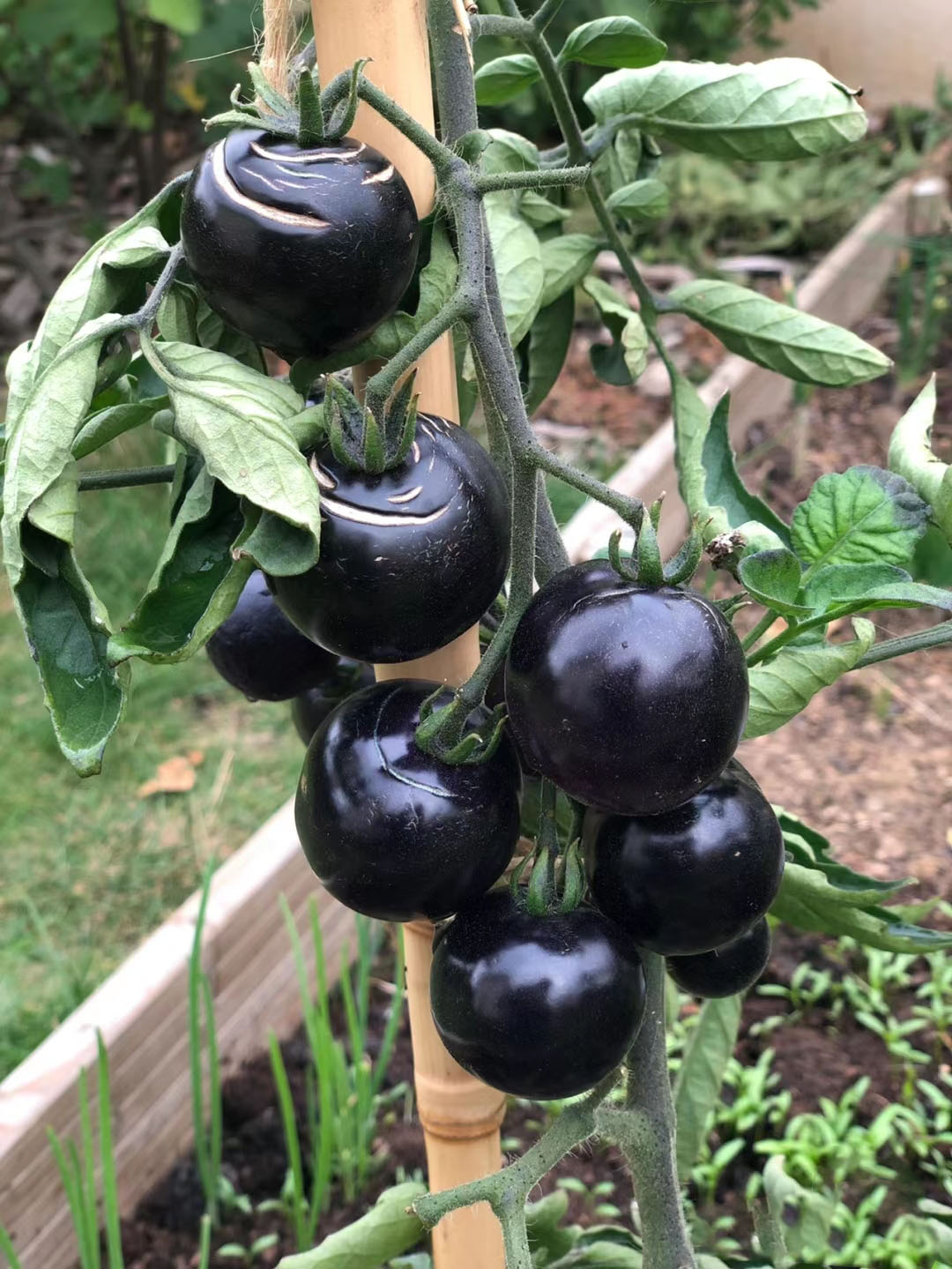 SCHWARZE EDELSTEINTOMATE DER ZUCKERBOMBE