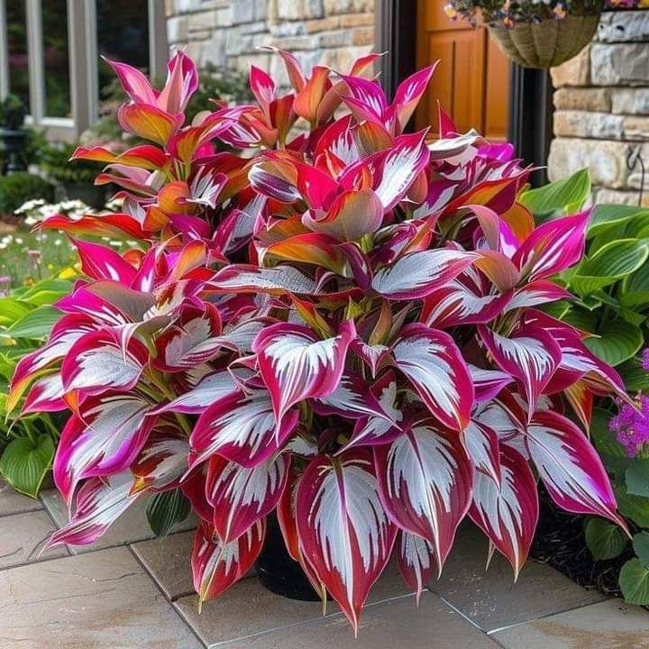 🌿 Die widerstandsfähige Schönheit: Schattenverträgliche und kälteresistente Hosta-Blüten 🌿