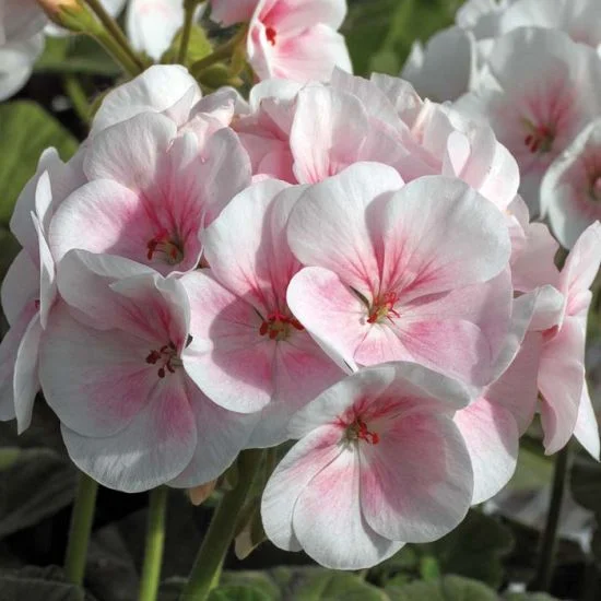 🌸Geranium - Sommerliche Gelassenheit
