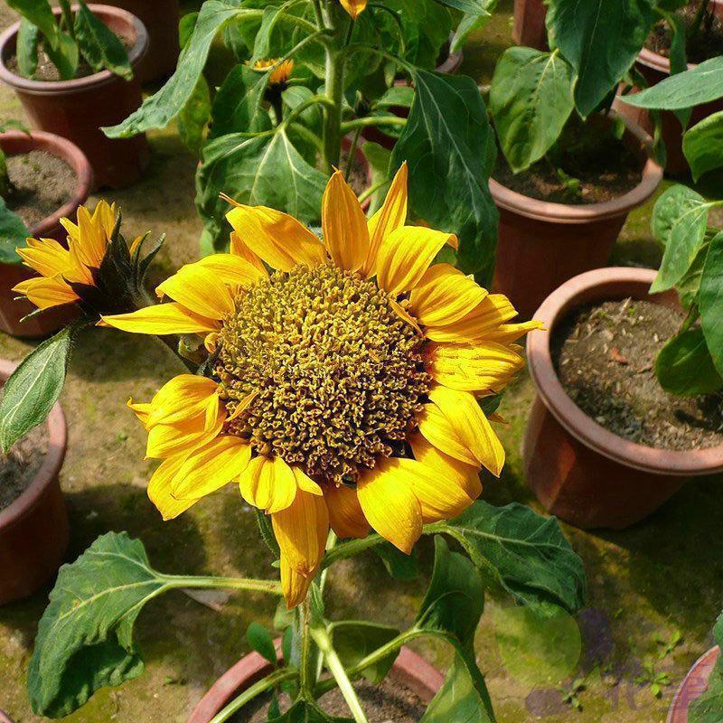40pcs Zwergsonnenblumensamen Seltene Blumensamen
