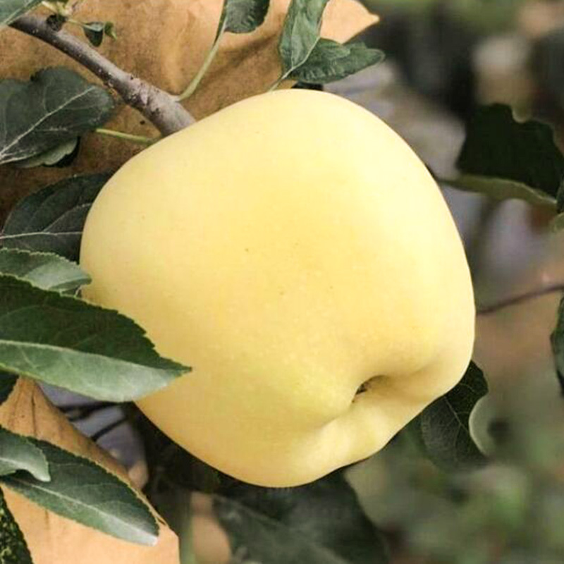 Goldene Apfelsamen