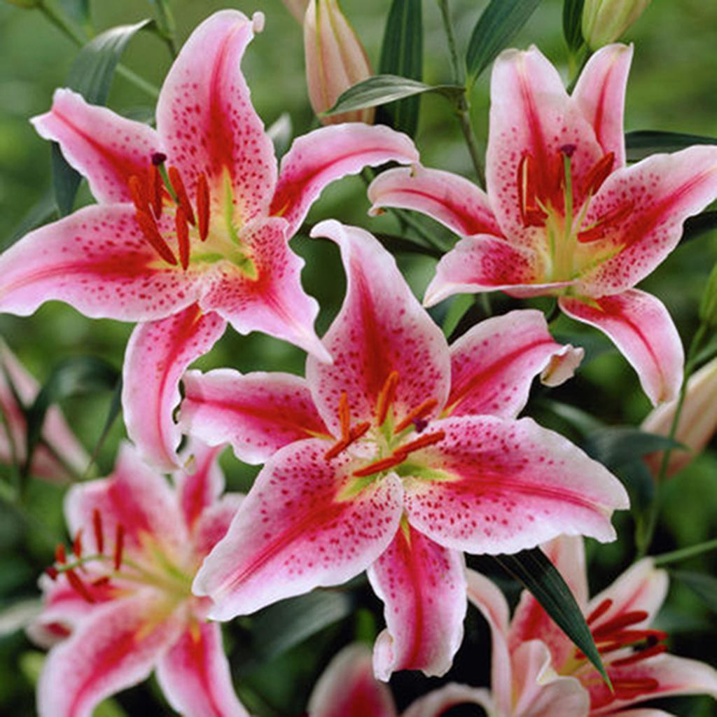 🌸 Rare Color Lily Seeds – Blooms of Elegance and Grace 🌸