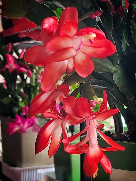 🔥Hot in 2024: 🌈Mixed Color Crab Claw Orchid
