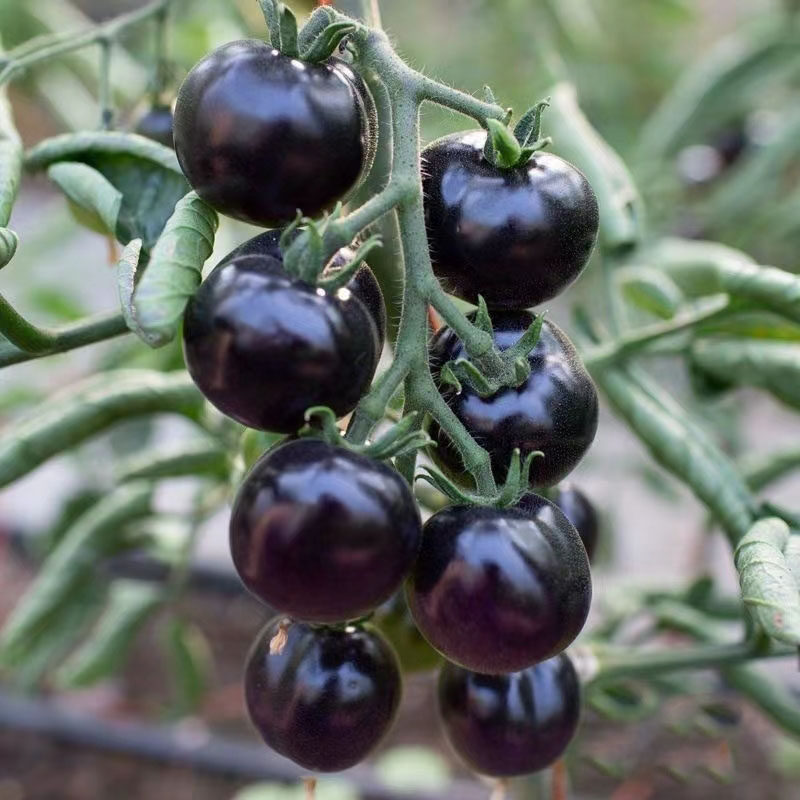 SCHWARZE EDELSTEINTOMATE DER ZUCKERBOMBE