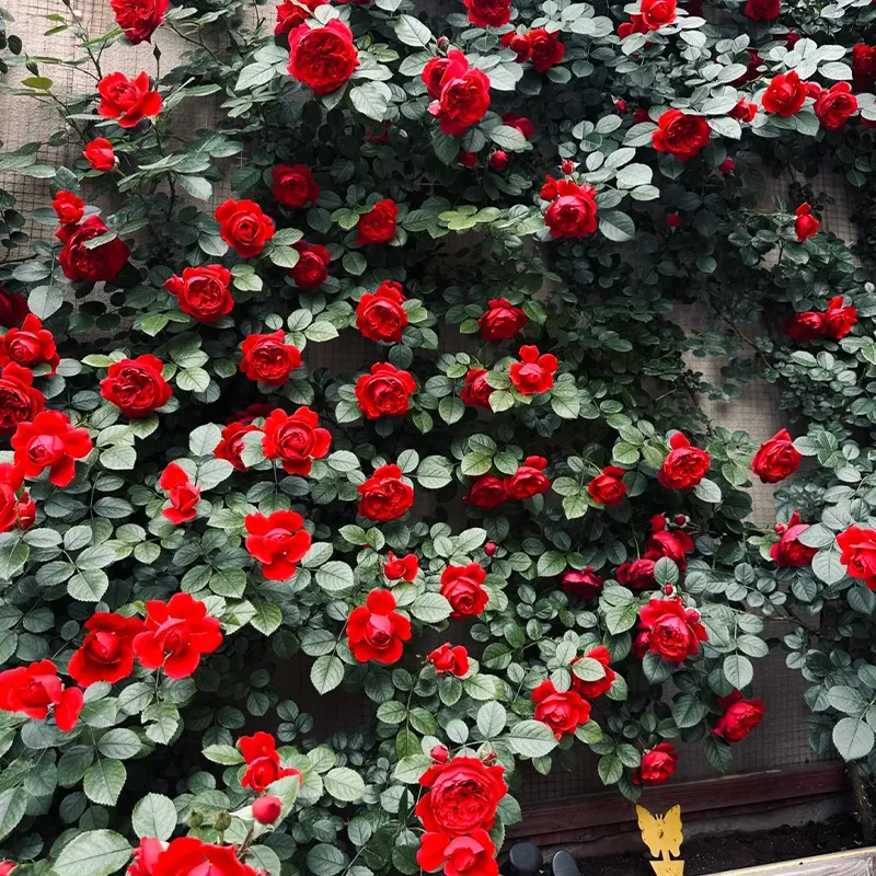 🌹Rankenrosen Samen💝Atemberaubende Blumen